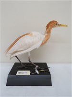 藏品(黃頭鷺)的圖片